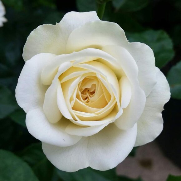 Vince Camuto - Faux Fur Vest with High Collar - Picture 12 of 12